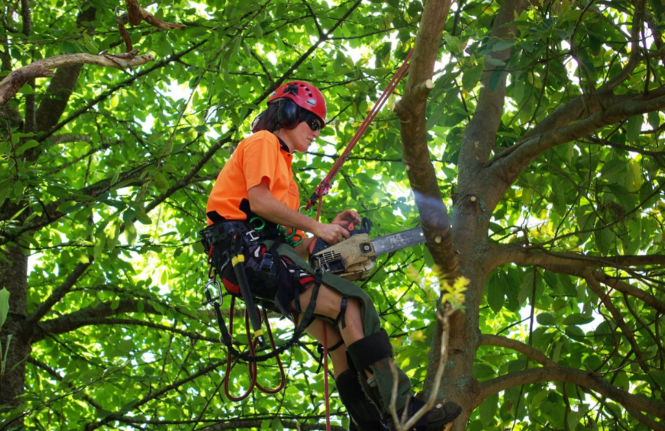 qualified arborist in Waikato