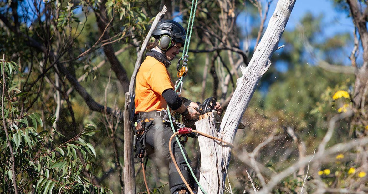 Arborist in Eastern Suburbs