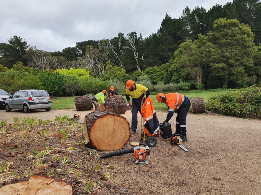 tree loppers near me