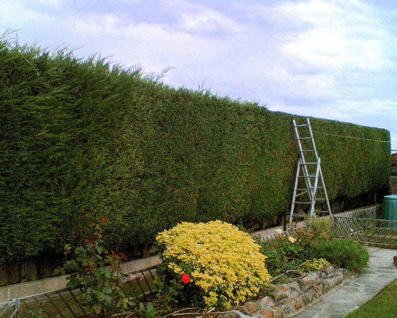 Hedge Cutting Auckland – The Ultimate Option For Hedge Maintenance
