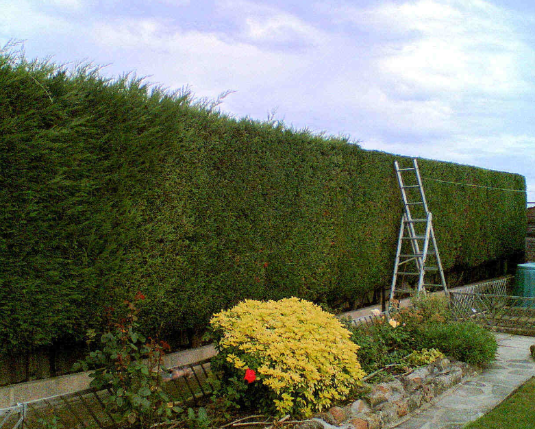 Hedge cutting in Auckland