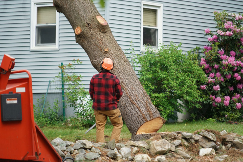 tree removal on the North Shore