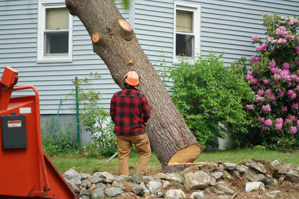 The Dangers Of Not Removing Dead Trees In Your Garden