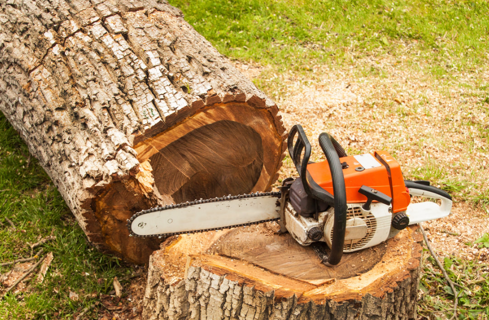 tree removal in Auckland