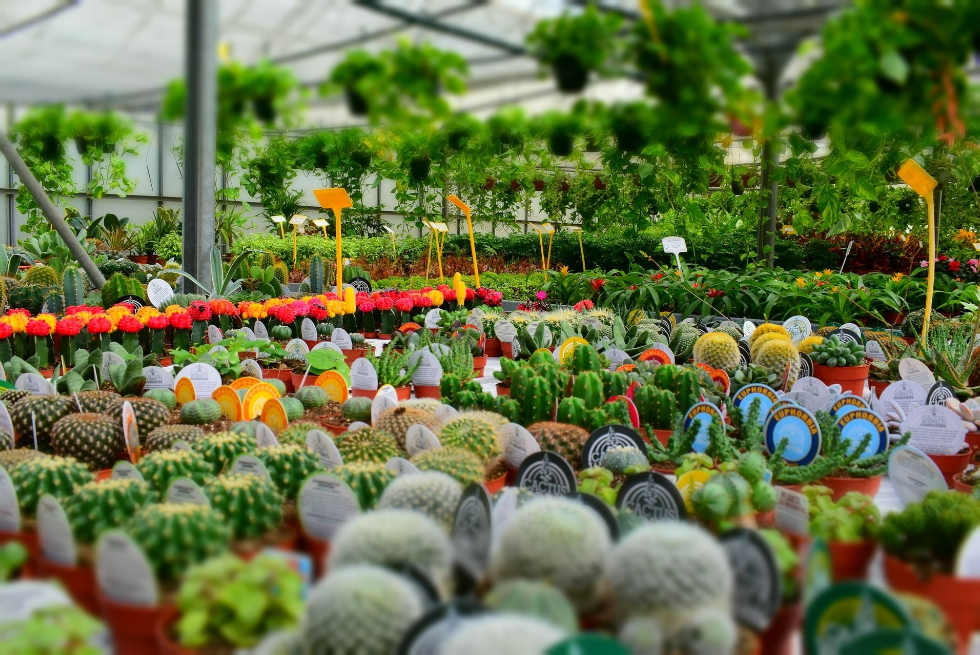 Nurseries Near Me: A Source For More Than Seeds And Supplies