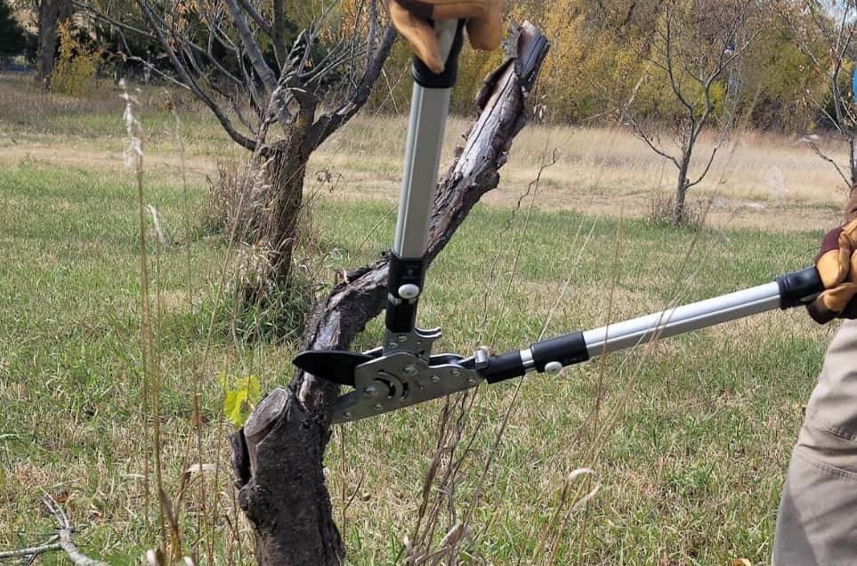 How To Quickly And Easily Find Tree Loppers Near you