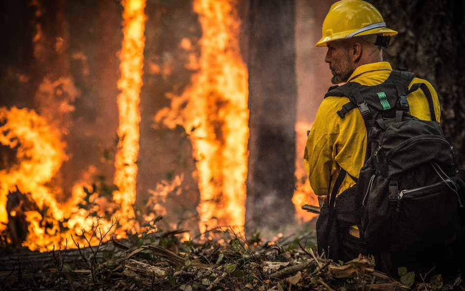 How Bushfire Management Experts Help Against Ecological Loss