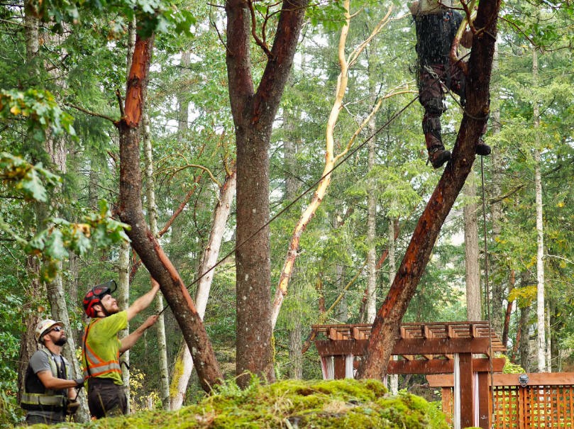 5 Reasons Why Expert Tree Services Are An Amazing Investment