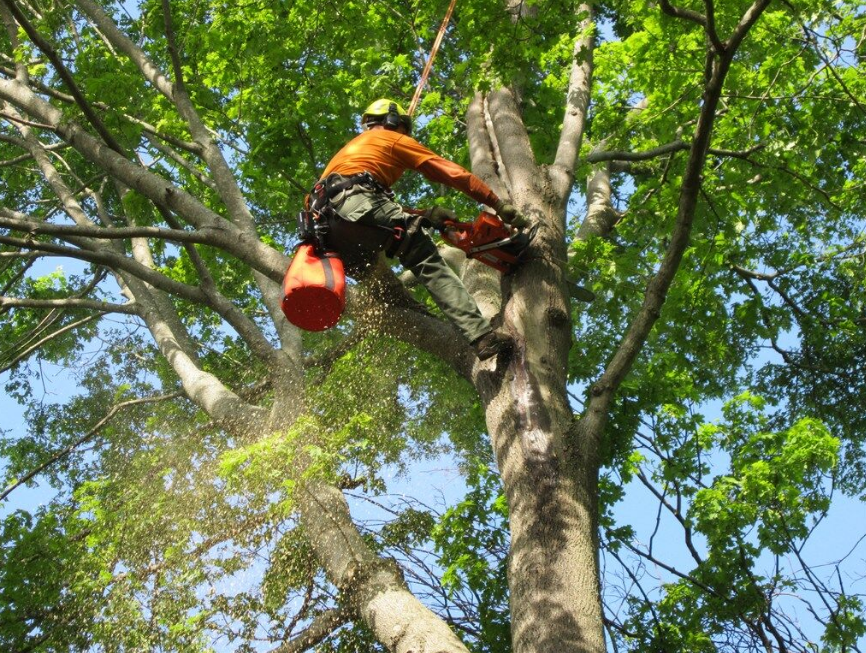 arborist services in Toowoomba