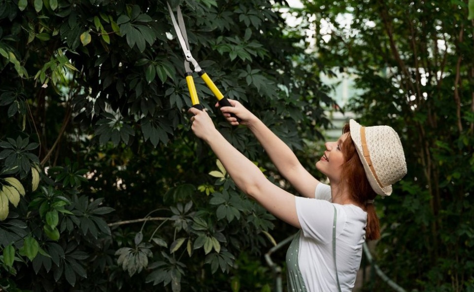 4 Essential Tree Services in Tauranga for Maintaining a Healthy and Beautiful Landscape