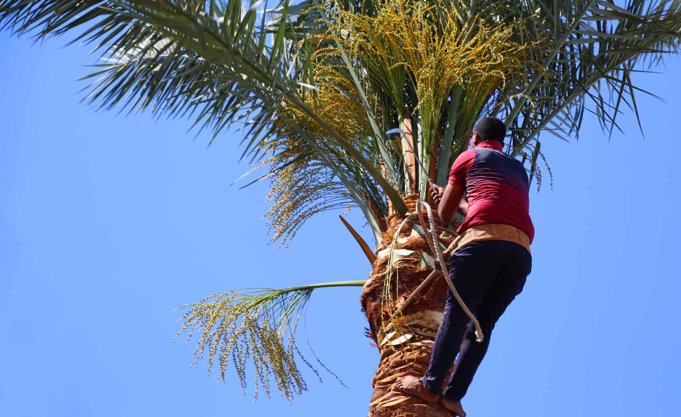 Palm Removal In Gold Coast: Unique Challenges And Solutions