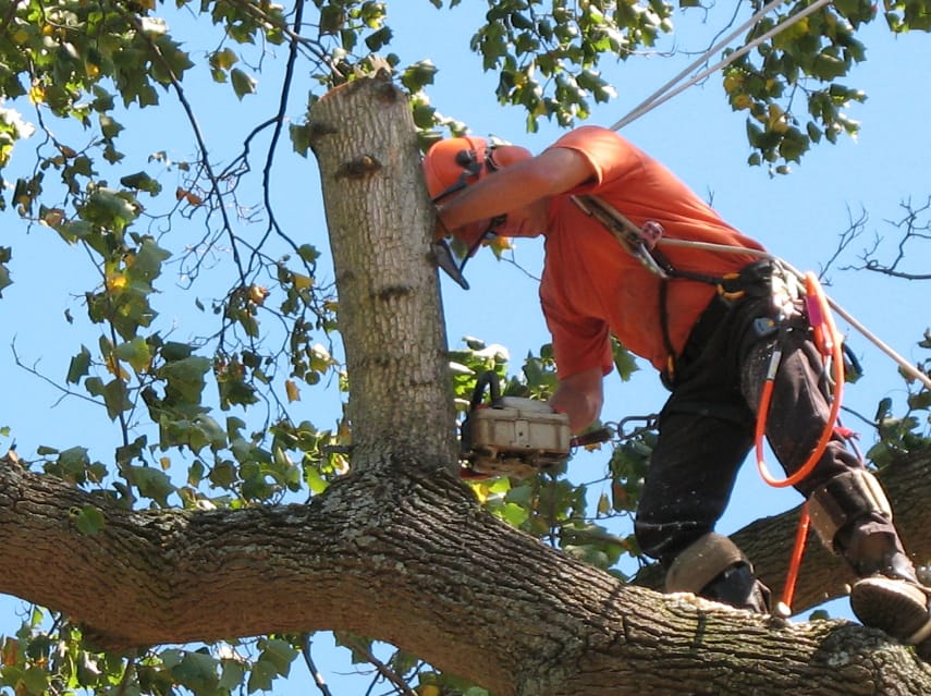 Tree Lopping in Skennars Head