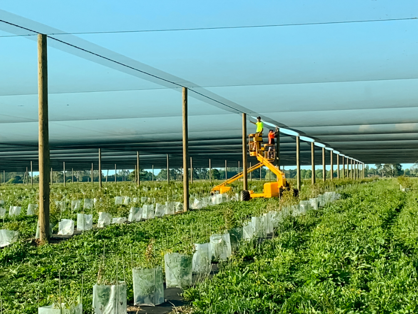 How To Look For The Best Artificial Orchard Protection?