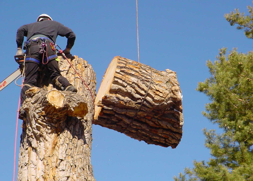 What to Expect from Tree Lopping Services in Riddells Creek