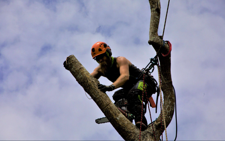 Why Hiring Professional Services For Tree Cutting in Auckland is Crucial