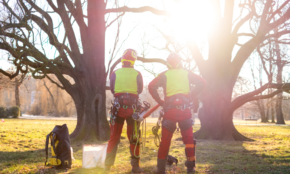 The Top Responsibilities of a Tree Arborist in the Gold Coast