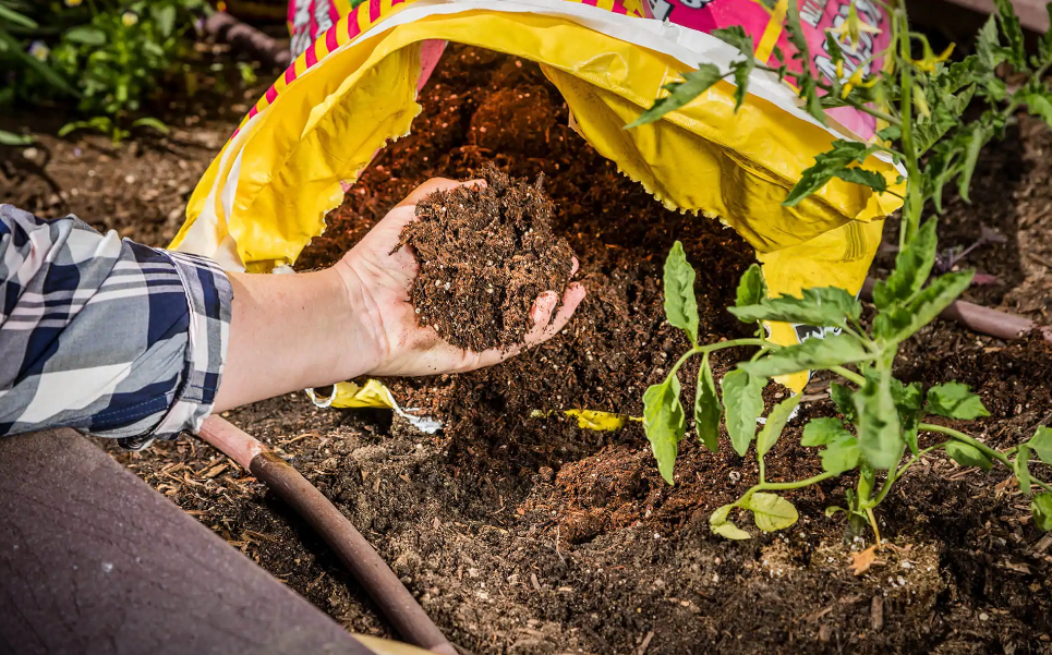 The Ultimate Guide to Choosing the Right Garden Soil