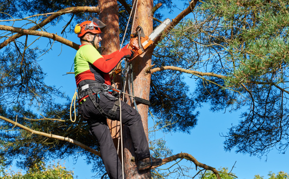 Unveiling The Expertise of Arborist Rodney: Cultivating Healthier Trees & Greener Environments