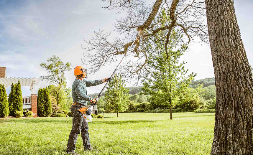 tree services in Franklin