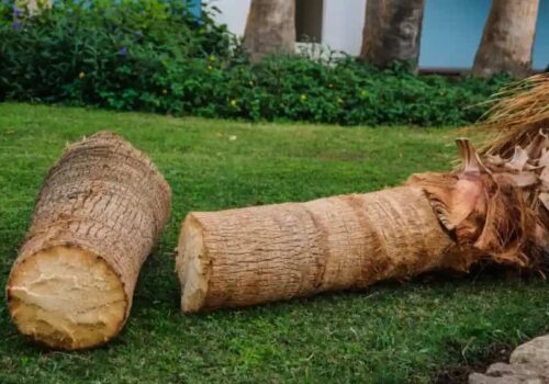 When and Why to Consider Palm Tree Removal in the Gold Coast