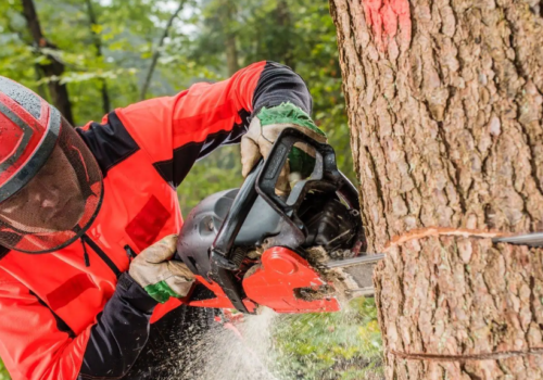 Unveiling the Secrets of Arborist Palmerston North: Expert Tips and Insights