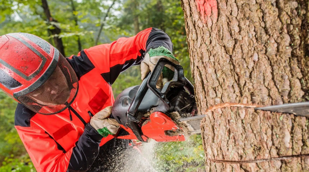 Unveiling the Secrets of Arborist Palmerston North: Expert Tips and Insights