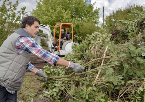 When Should You Hire Professionals for Tree Removal in Auckland?