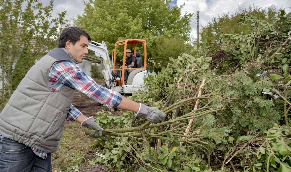 tree removal in Auckland