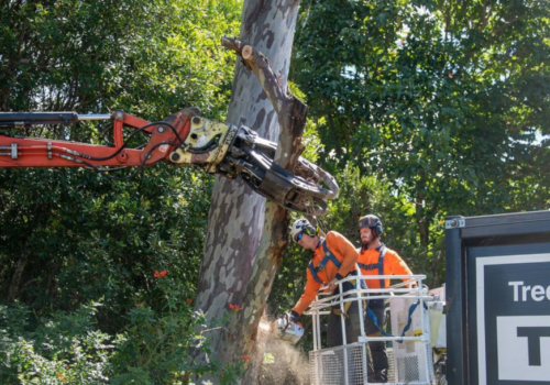 Signs You Need to Call an Arborist in Gold Coast Immediately