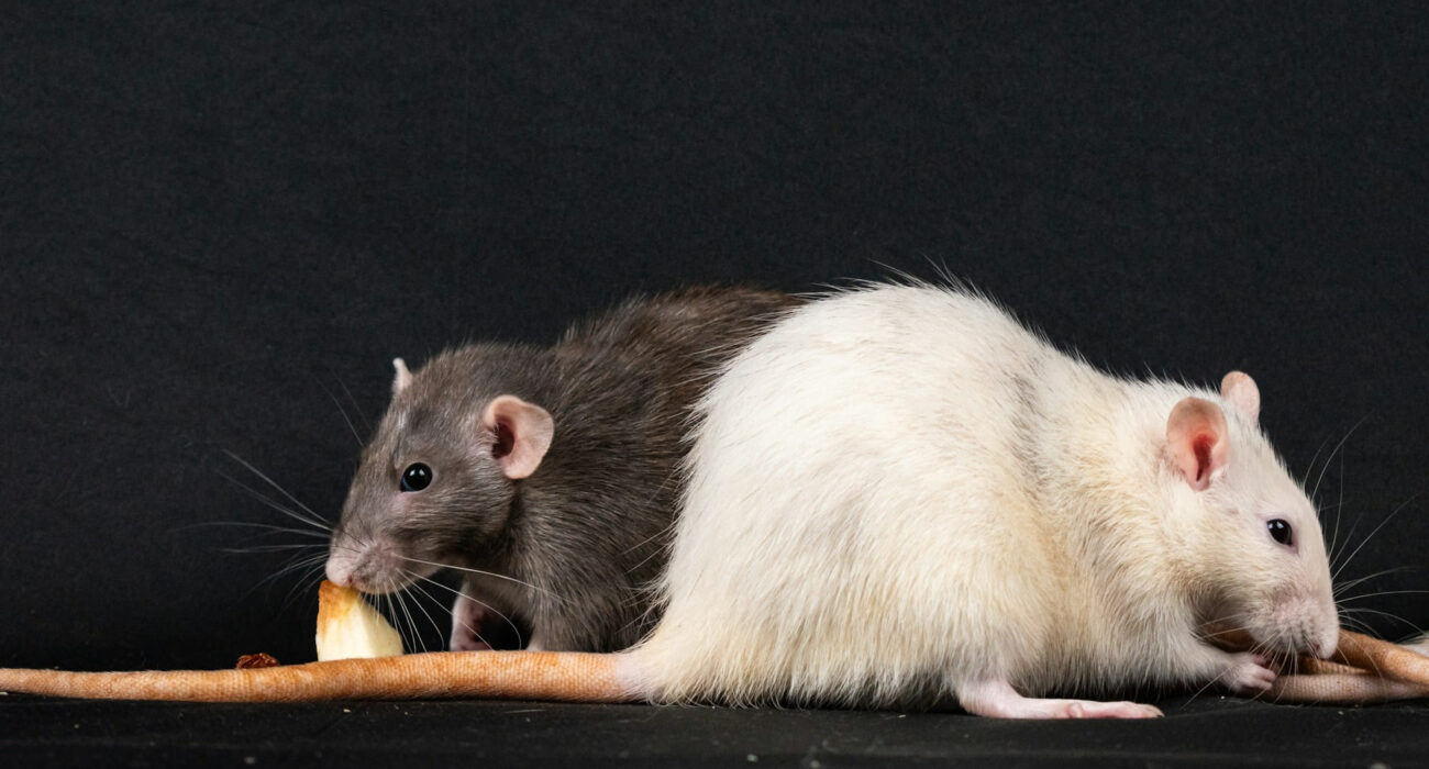 7 Signs to Notice That You Need Rodent Control Services