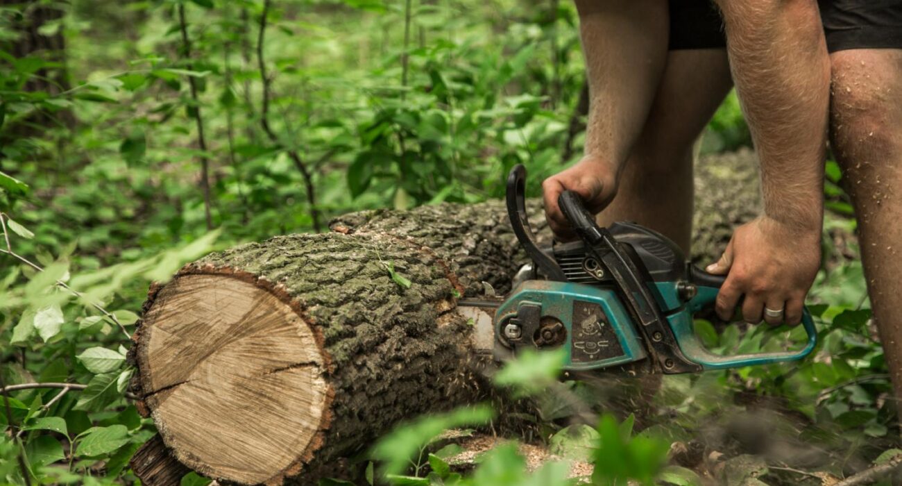 Why That Stump in Your Backyard Is More of a Problem Than You’re Admitting