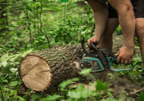 Why That Stump in Your Backyard Is More of a Problem Than You’re Admitting