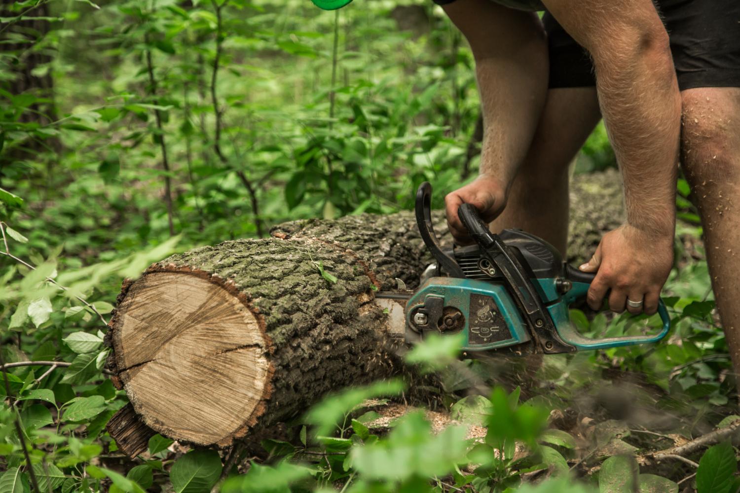 Gold coast stump grinding