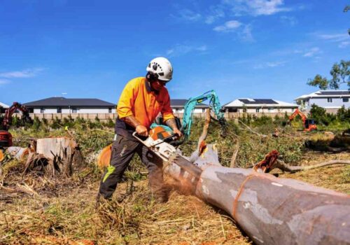 Tree Pruning Gold Coast from Clean Cut Trees: Expert Tree Trimming for Gold Coast Properties