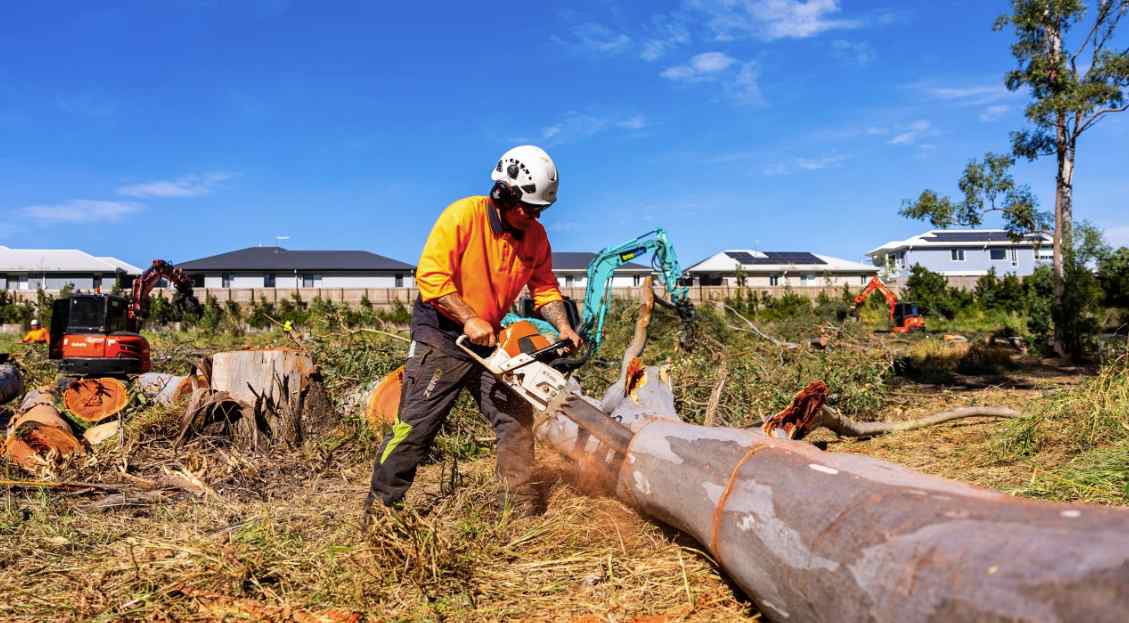 Tree Pruning Gold Coast from Clean Cut Trees: Expert Tree Trimming for Gold Coast Properties